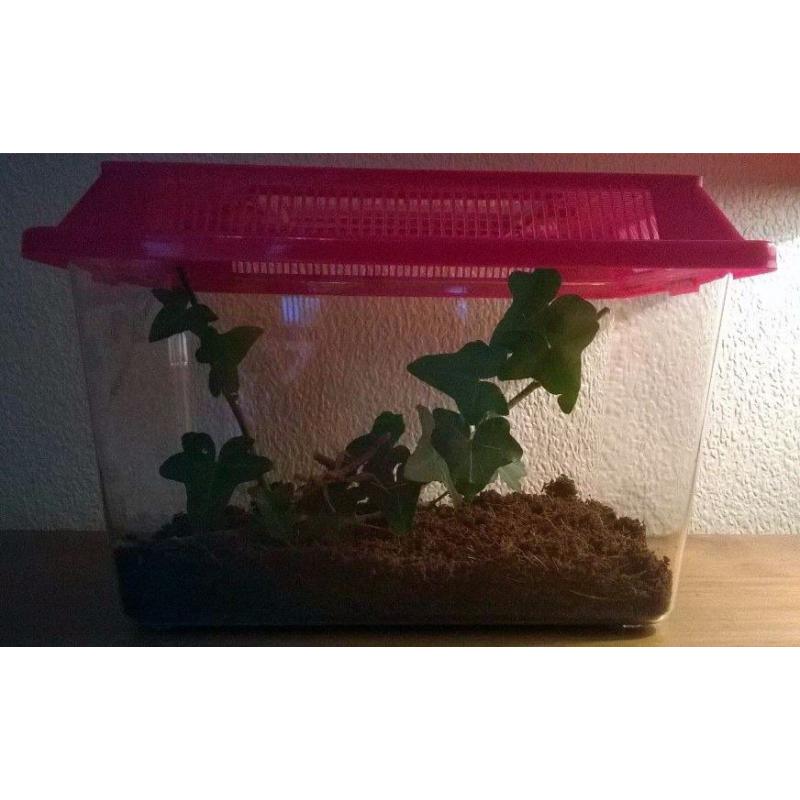Stick Insect Starter Kit Vivarium