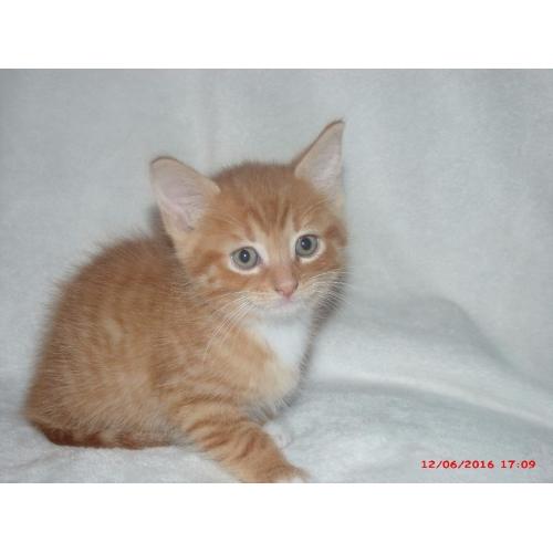 kitten for sale