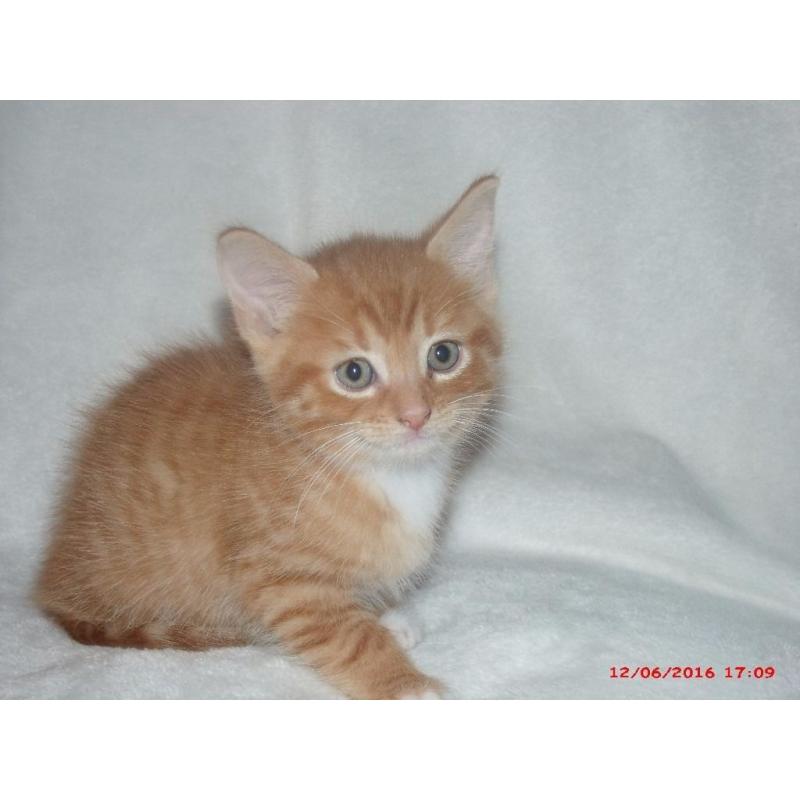 kitten for sale