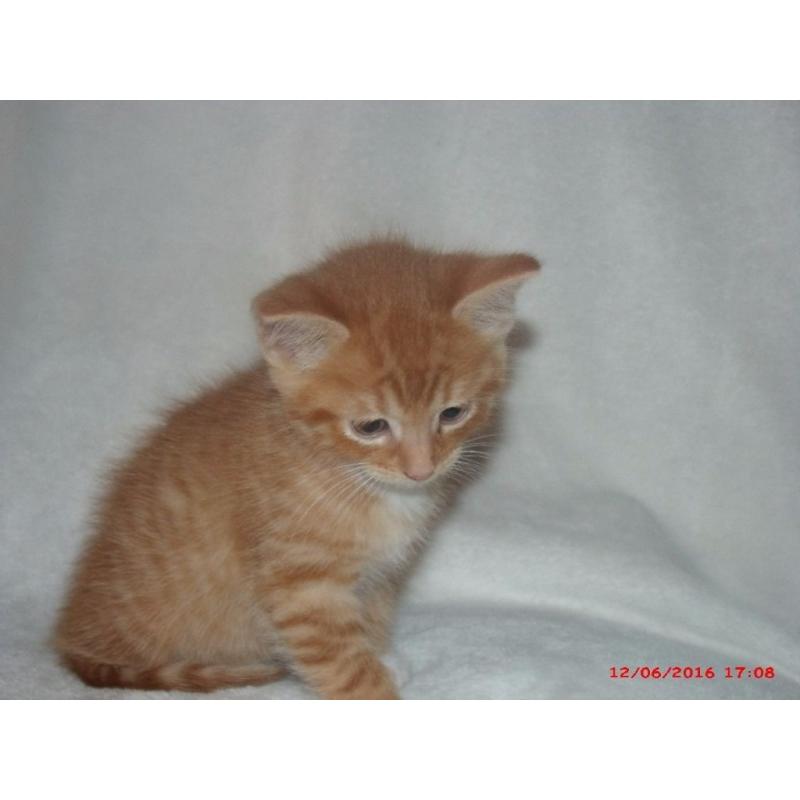 kitten for sale