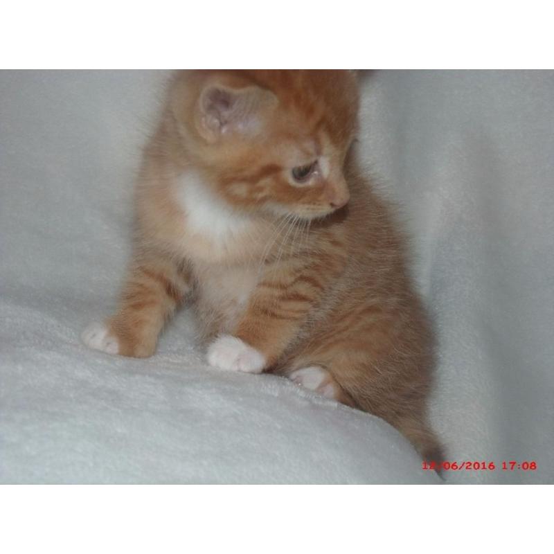 kitten for sale