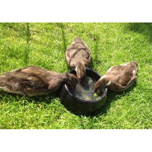 Mandarin ducks