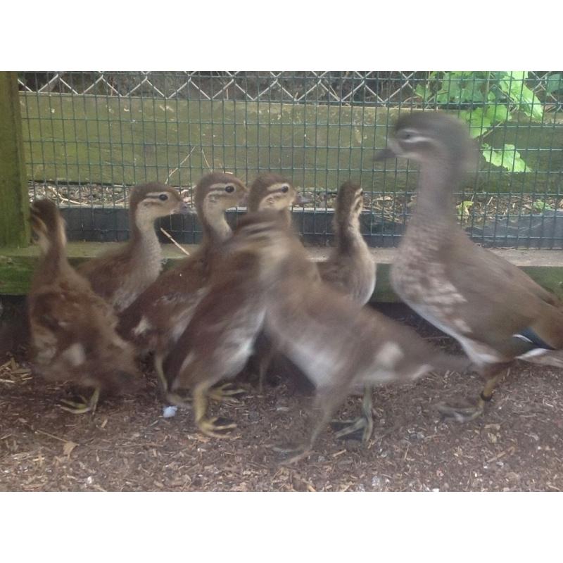 Mandarin ducks