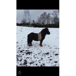 Mini Shetland free to collect companion or unbroken project