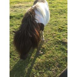 Mini Shetland free to collect companion or unbroken project