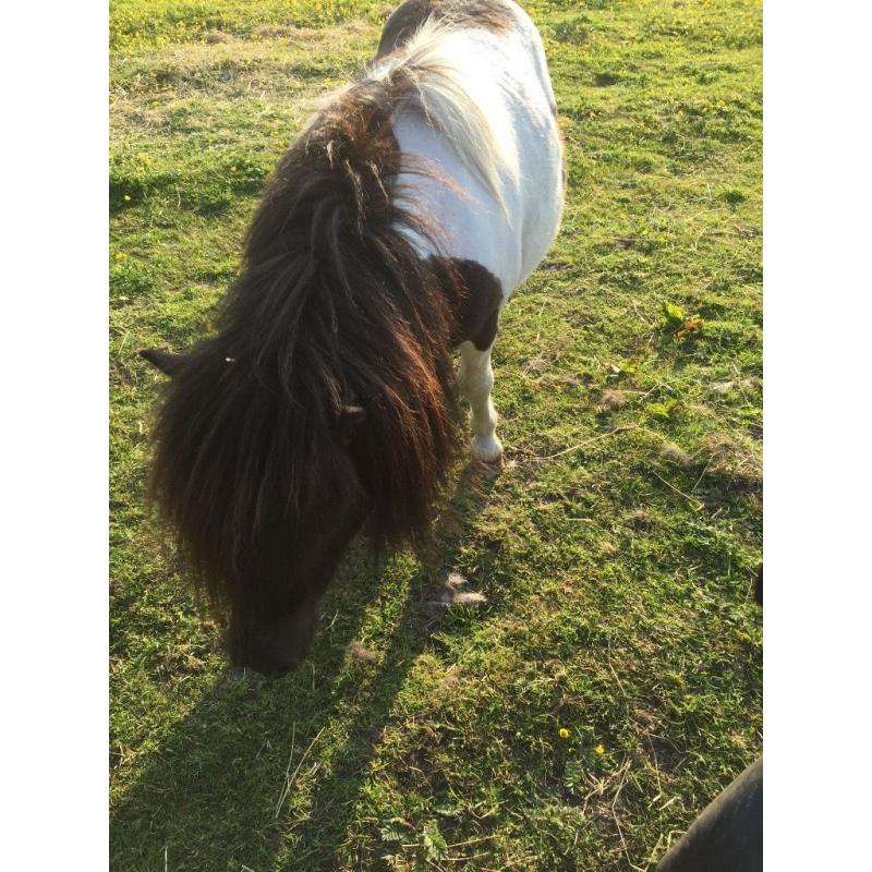 Mini Shetland free to collect companion or unbroken project