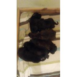 Staffordshire bull pups