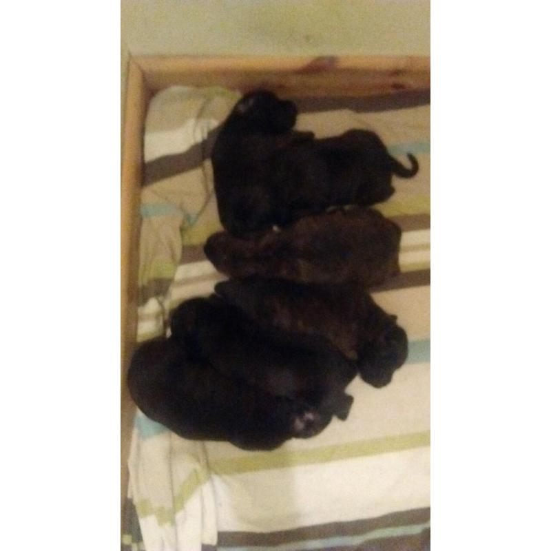 Staffordshire bull pups