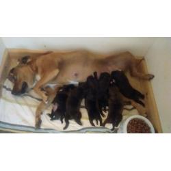 Staffordshire bull pups