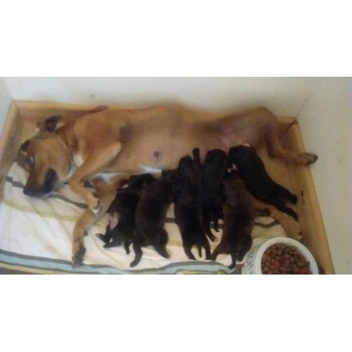 Staffordshire bull pups