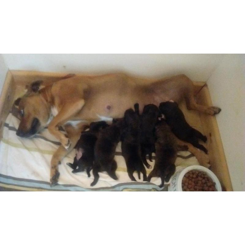 Staffordshire bull pups