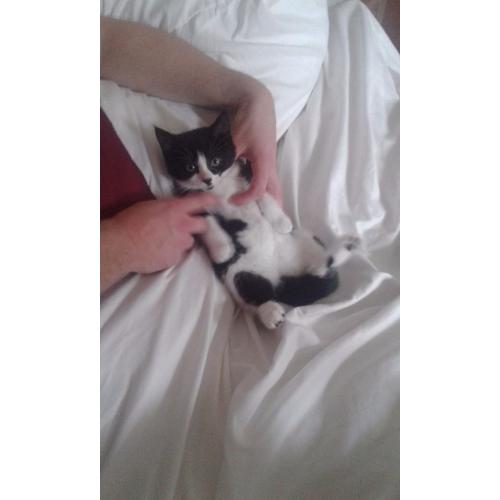 Kitten femal black and white 10 week old