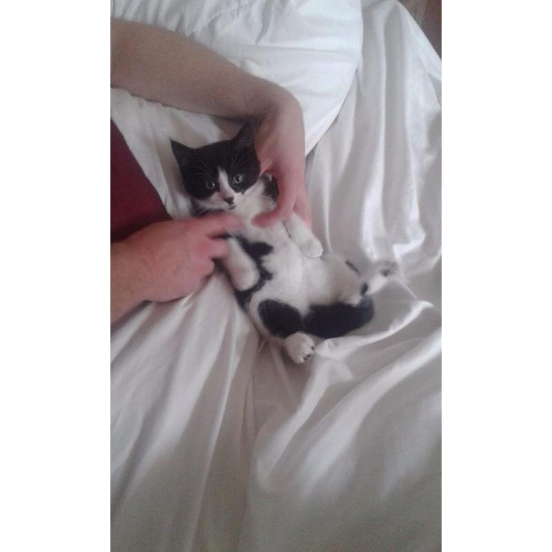 Kitten femal black and white 10 week old