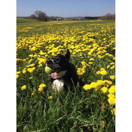 Dog walker available lunchtimes (weekend boarding also available)