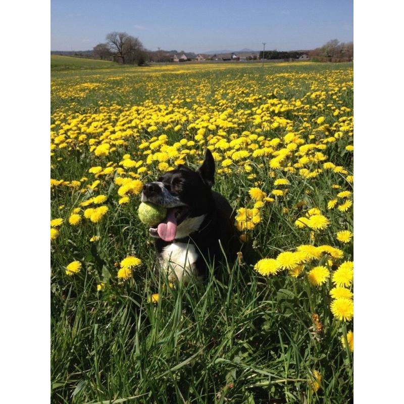 Dog walker available lunchtimes (weekend boarding also available)