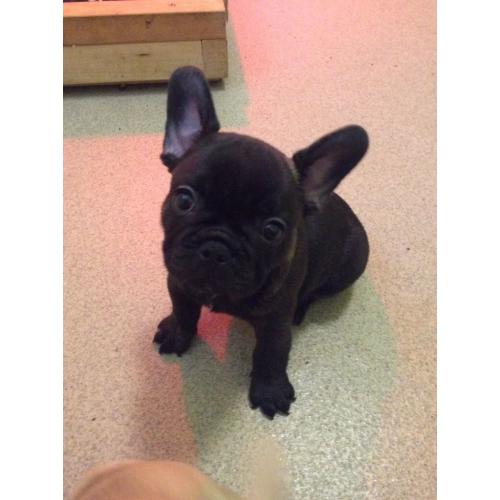 French bulldog puppies kc registered