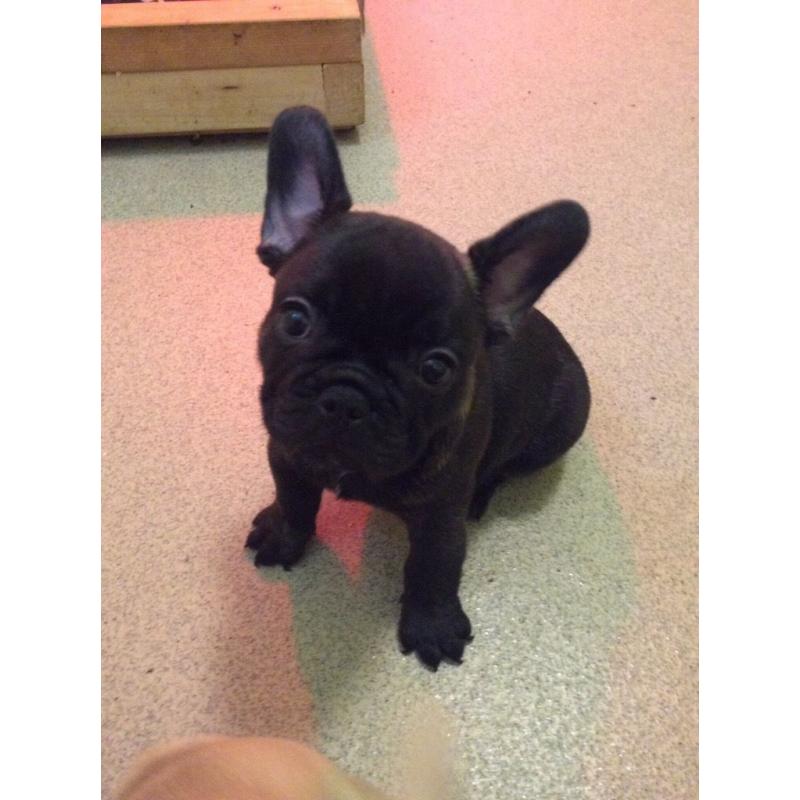 French bulldog puppies kc registered