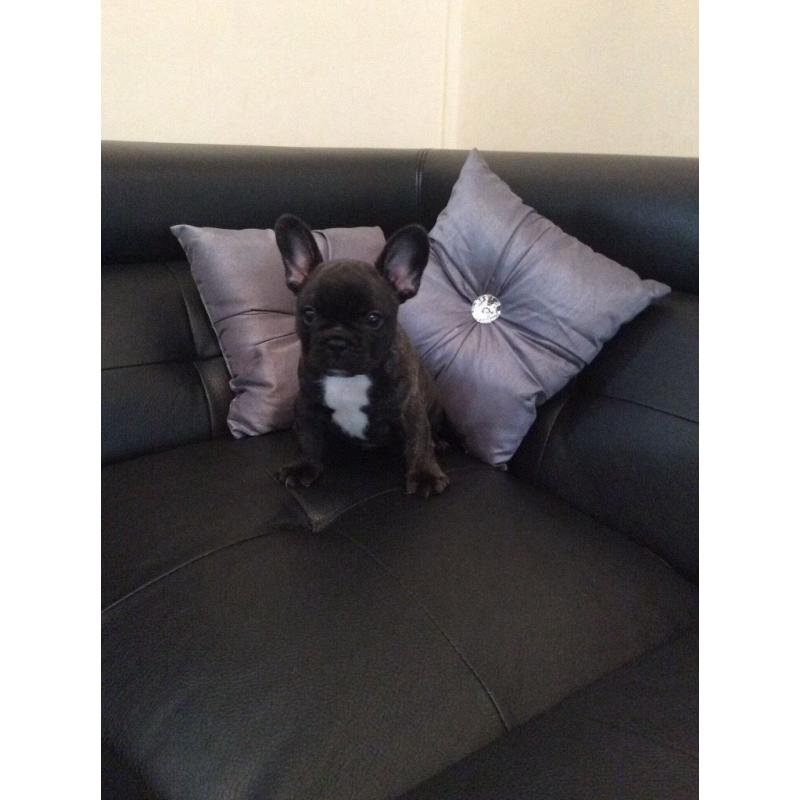 French bulldog puppies kc registered