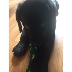 Labrador