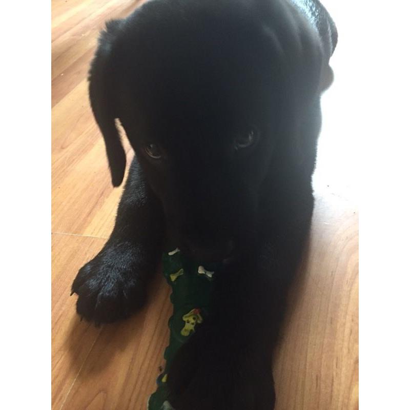 Labrador