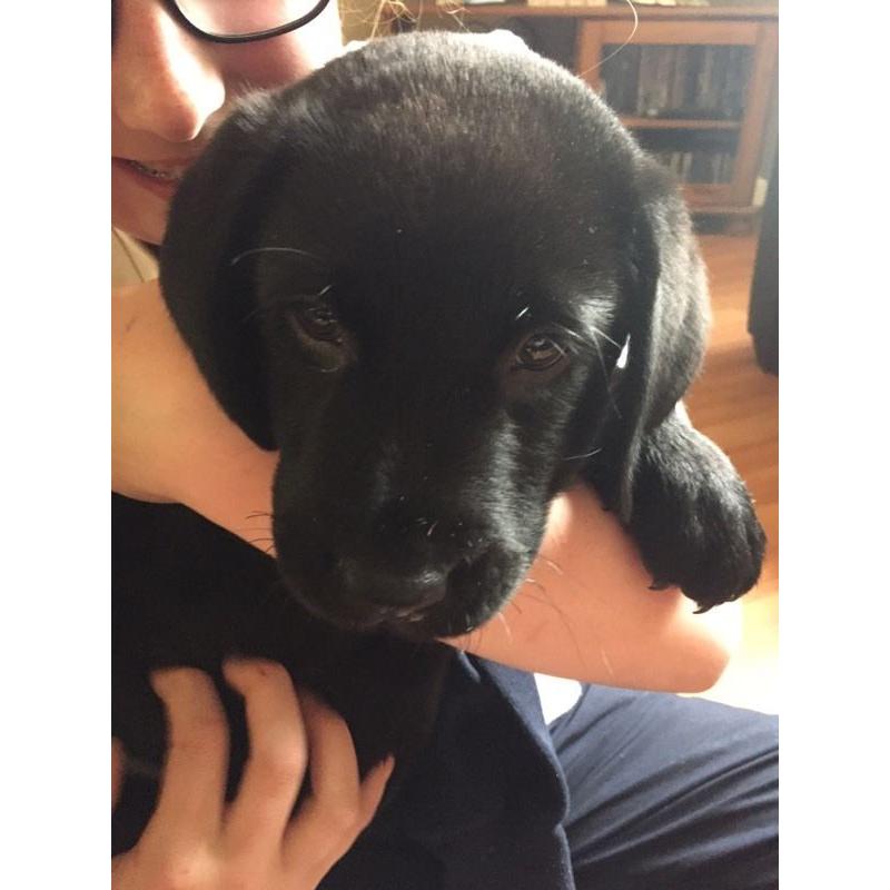 Labrador