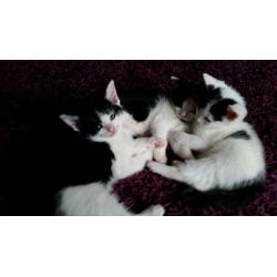 Kittens for sale