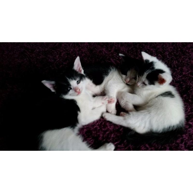 Kittens for sale