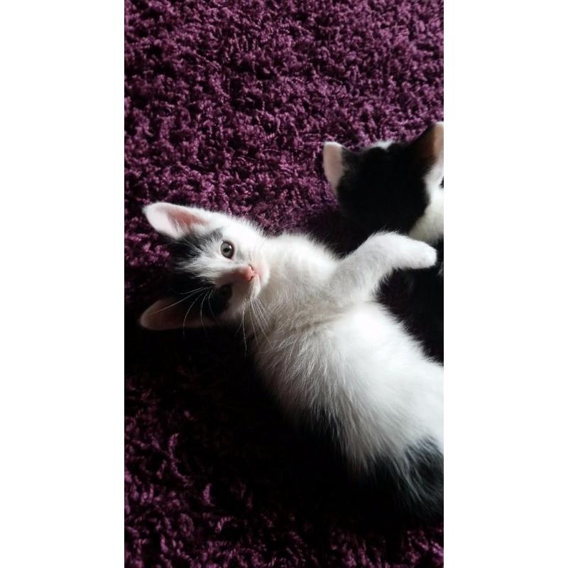 Kittens for sale