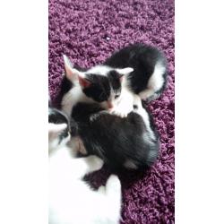 Kittens for sale