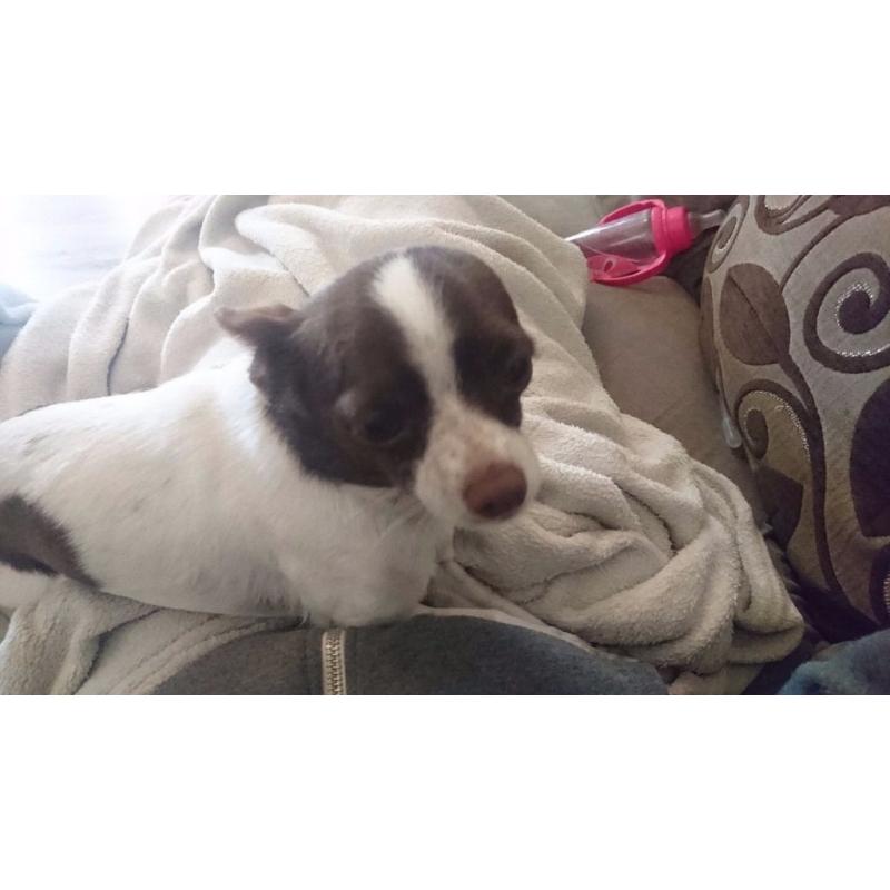 Chihuahua