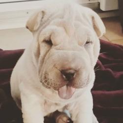 One Handsome 11 Week Old Shar Pei Left