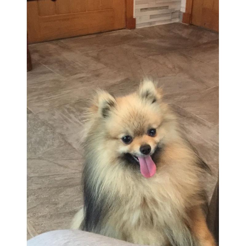 Pomeranian Dog for Sale (Nico)