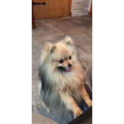 Pomeranian Dog for Sale (Nico)