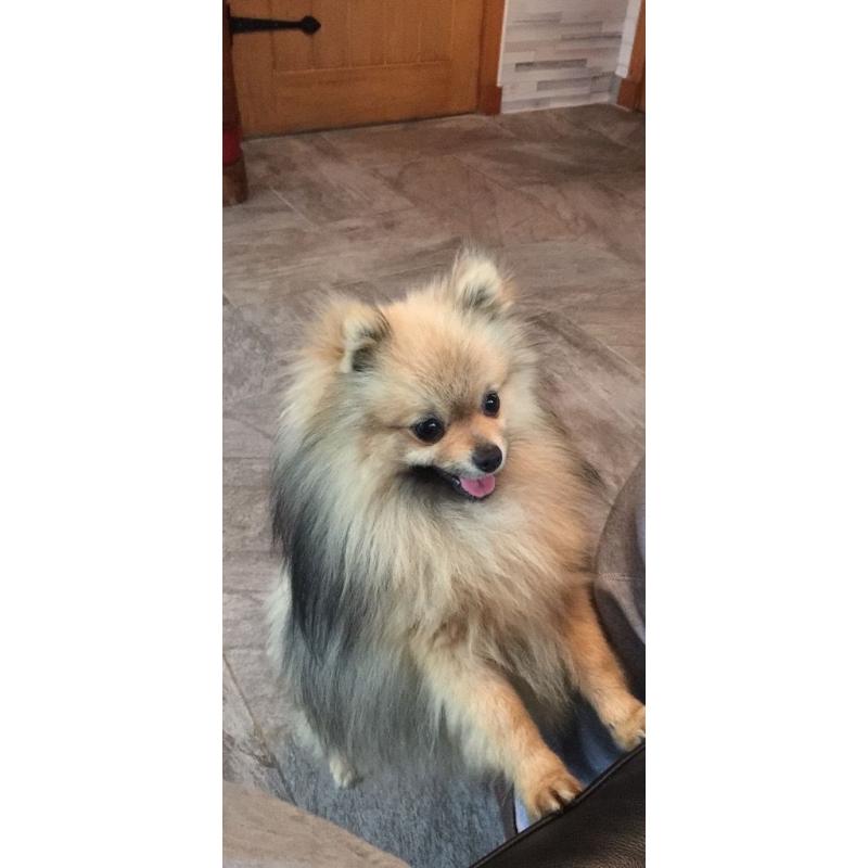 Pomeranian Dog for Sale (Nico)