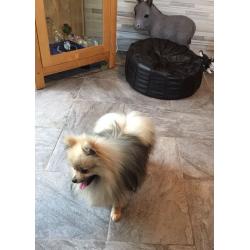 Pomeranian Dog for Sale (Nico)