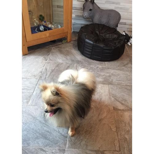 Pomeranian Dog for Sale (Nico)