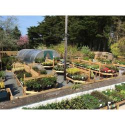 Hedging Plants Laurel,Griselinia,Beech,Berberis,Redrobin,Privet,Shrubs Ornamental and Fruit Trees