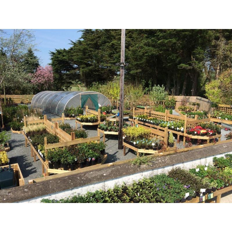 Hedging Plants Laurel,Griselinia,Beech,Berberis,Redrobin,Privet,Shrubs Ornamental and Fruit Trees