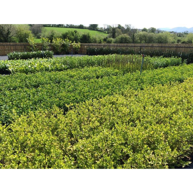 Hedging Plants Laurel,Griselinia,Beech,Berberis,Redrobin,Privet,Shrubs Ornamental and Fruit Trees