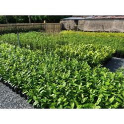 Hedging Plants Laurel,Griselinia,Beech,Berberis,Redrobin,Privet,Shrubs Ornamental and Fruit Trees