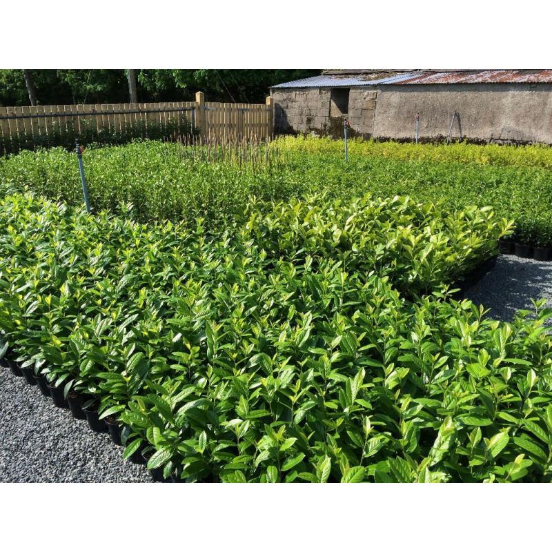 Hedging Plants Laurel,Griselinia,Beech,Berberis,Redrobin,Privet,Shrubs Ornamental and Fruit Trees