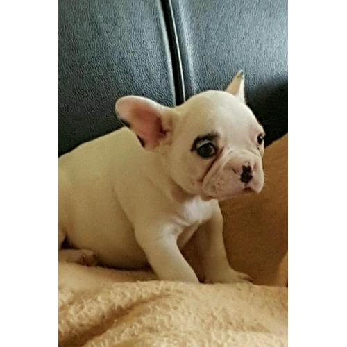 French bulldog