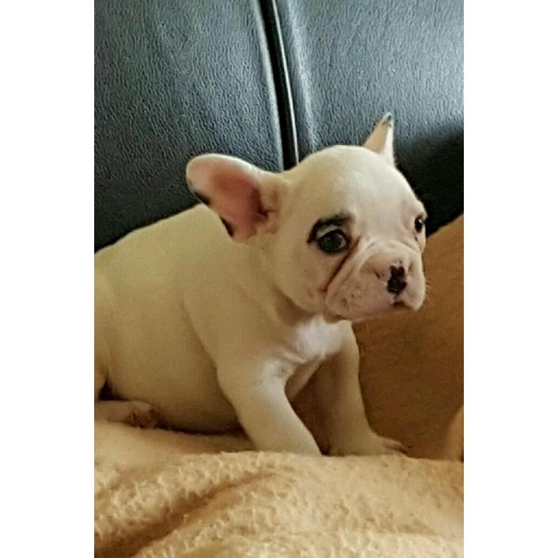 French bulldog