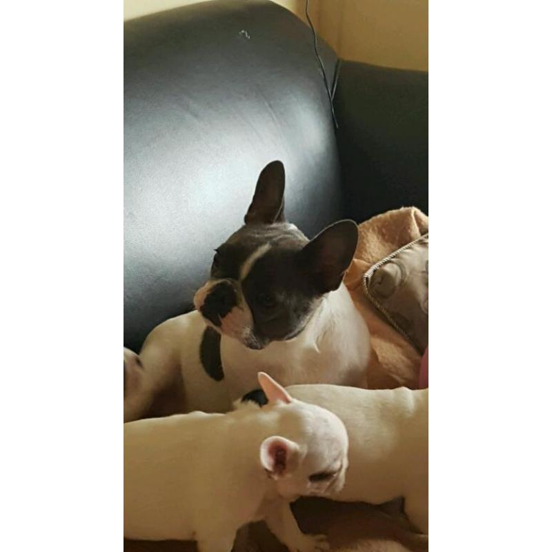 French bulldog