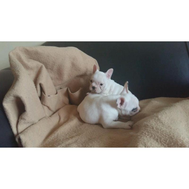 French bulldog