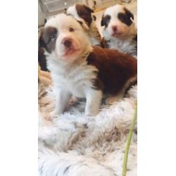 BORDER COLLIE PUPPIES