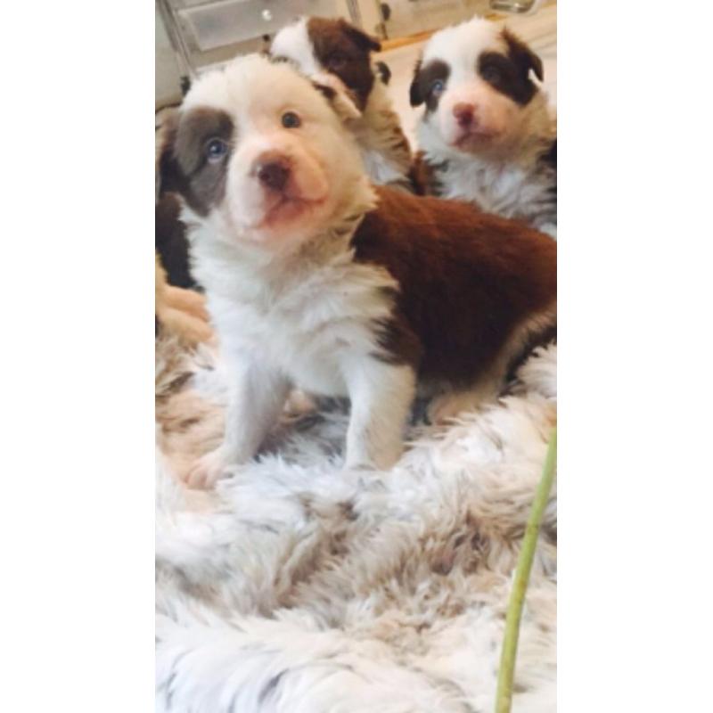 BORDER COLLIE PUPPIES