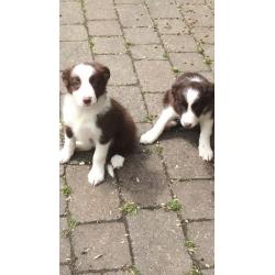 BORDER COLLIE PUPPIES
