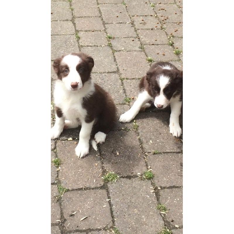 BORDER COLLIE PUPPIES