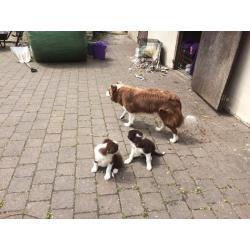 BORDER COLLIE PUPPIES